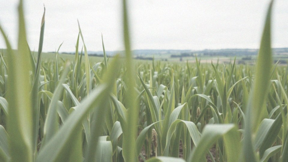Jaką rolę odgrywają biotworzywa w zrównoważonym rozwoju?