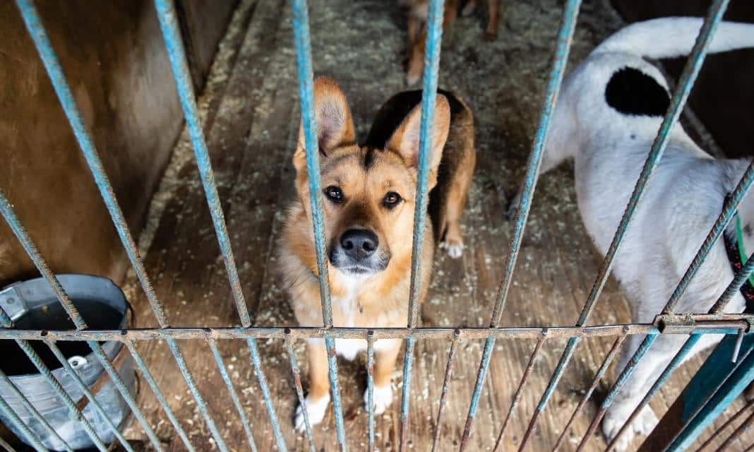 Ciechocinek porzuca problem bezdomnych zwierząt – Światowy Dzień dla naszych pupilów