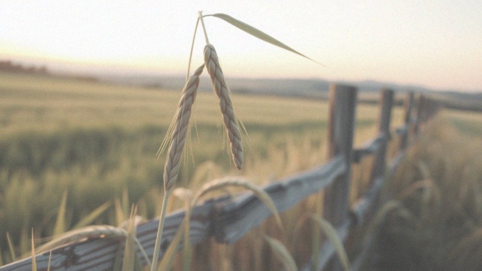 Idealny partner dla Byka – cechy i najkorzystniejsze połączenia